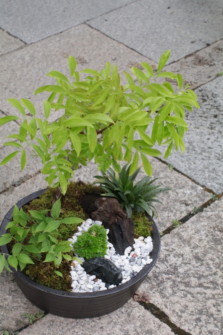 小さな雑木の庭づくりに挑戦 環境生活ブログ